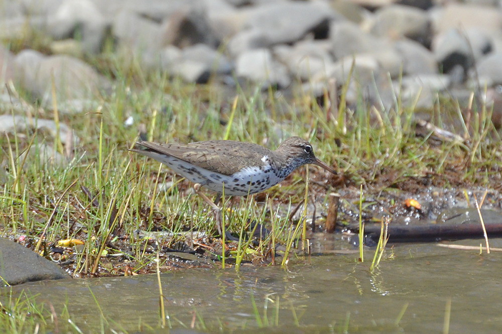 Hudson River (Spring Activity) 04