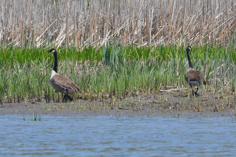 Hudson River (Spring Activity) 05