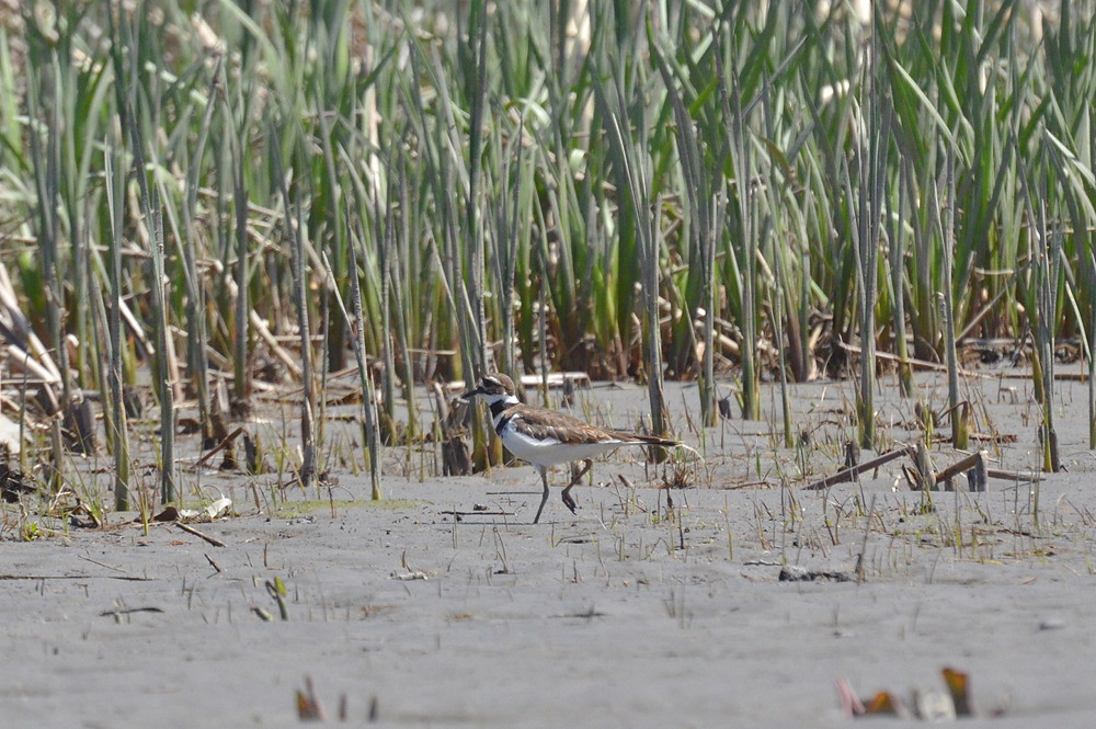 Hudson River (Spring Activity) 06