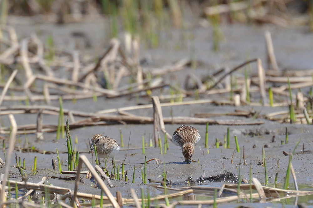 Hudson River (Spring Activity) 07