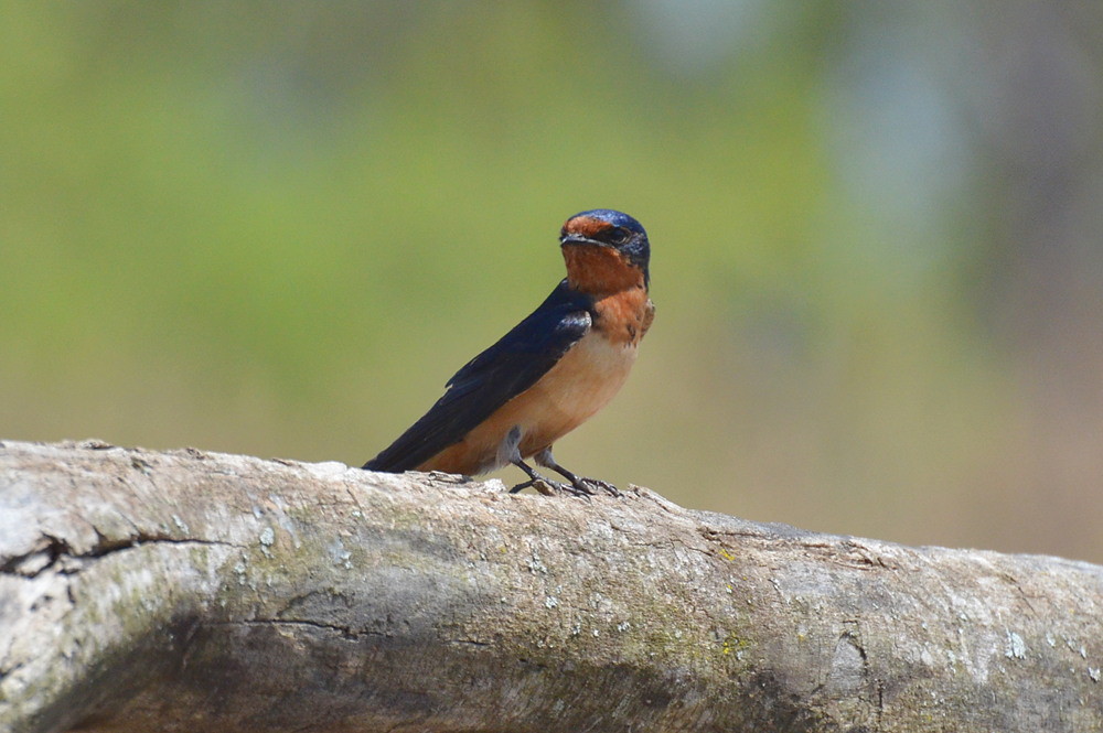 Hudson River (Spring Activity) 08