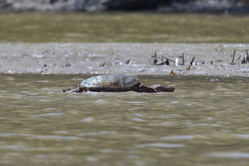 Hudson River (Spring Activity) 09