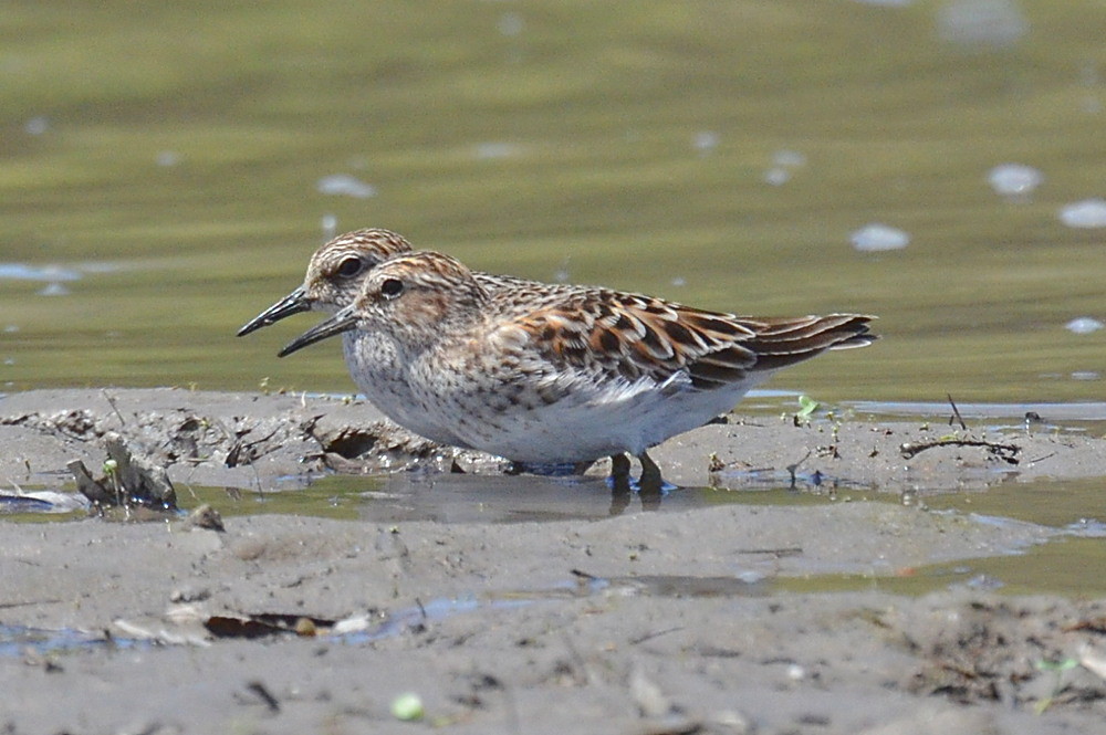 Hudson River (Spring Activity) 10