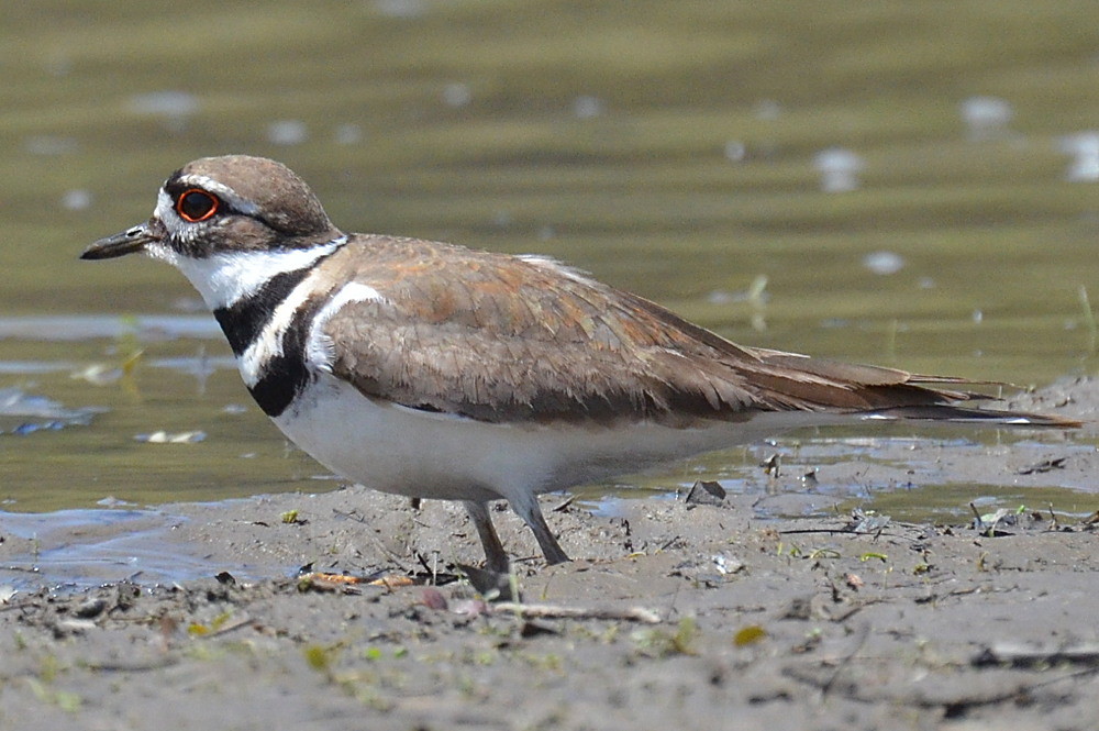 Hudson River (Spring Activity) 11