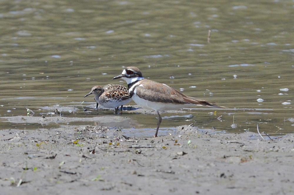 Hudson River (Spring Activity) 12