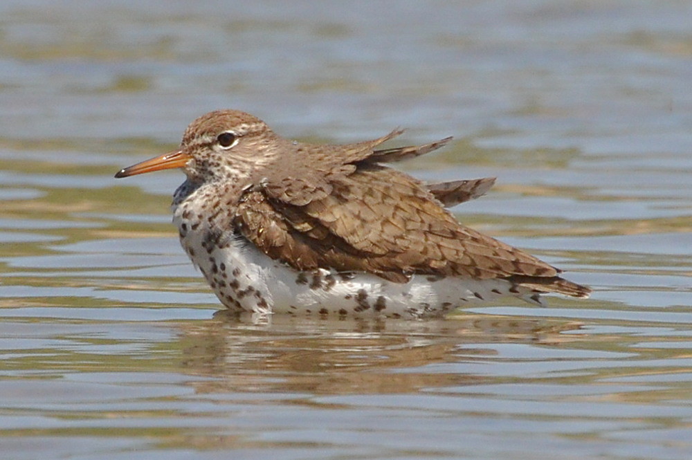 Hudson River (Spring Activity) 13