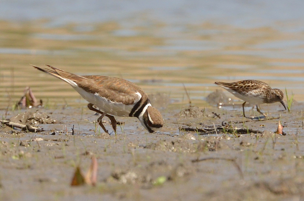 Hudson River (Spring Activity) 14