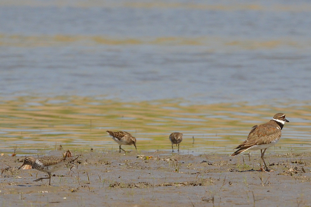 Hudson River (Spring Activity) 15