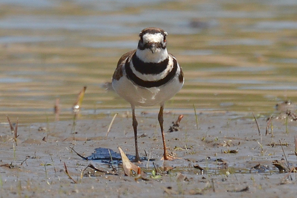Hudson River (Spring Activity) 16