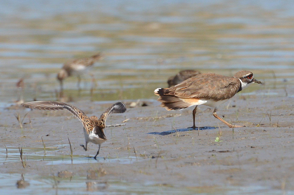 Hudson River (Spring Activity) 18
