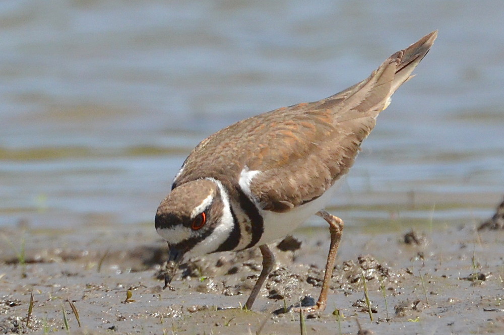 Hudson River (Spring Activity) 20