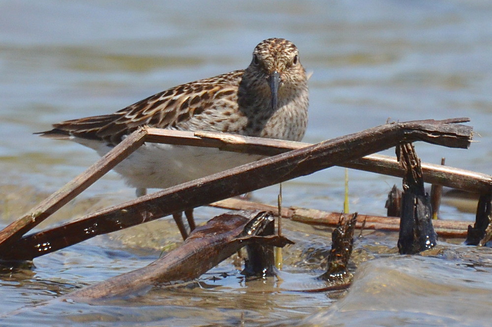 Hudson River (Spring Activity) 21