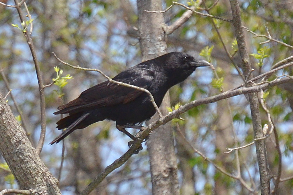 Hudson River (Spring Activity) 22