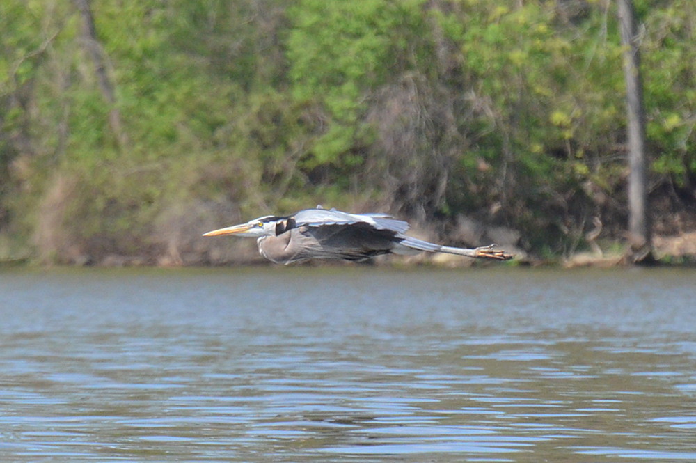 Hudson River (Spring Activity) 23