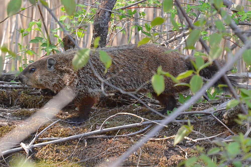 Hudson River (Spring Activity) 27
