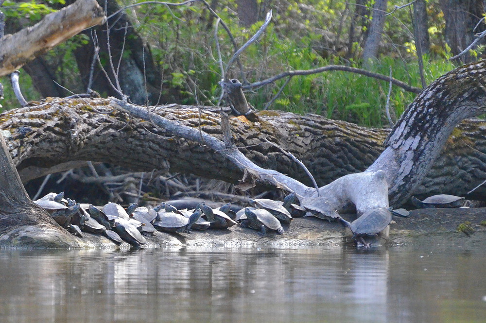Hudson River (Spring Activity) 32