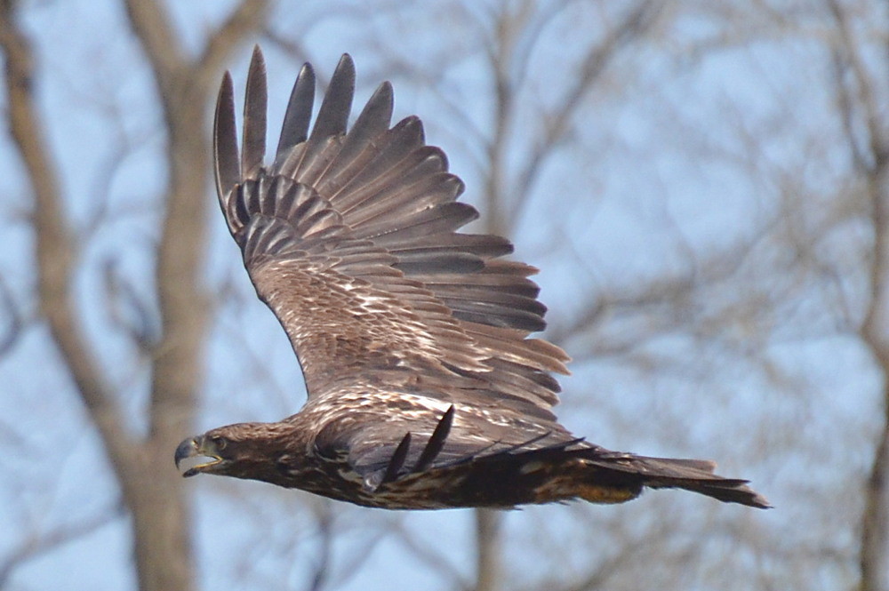 Hudson River (Spring Activity) 33