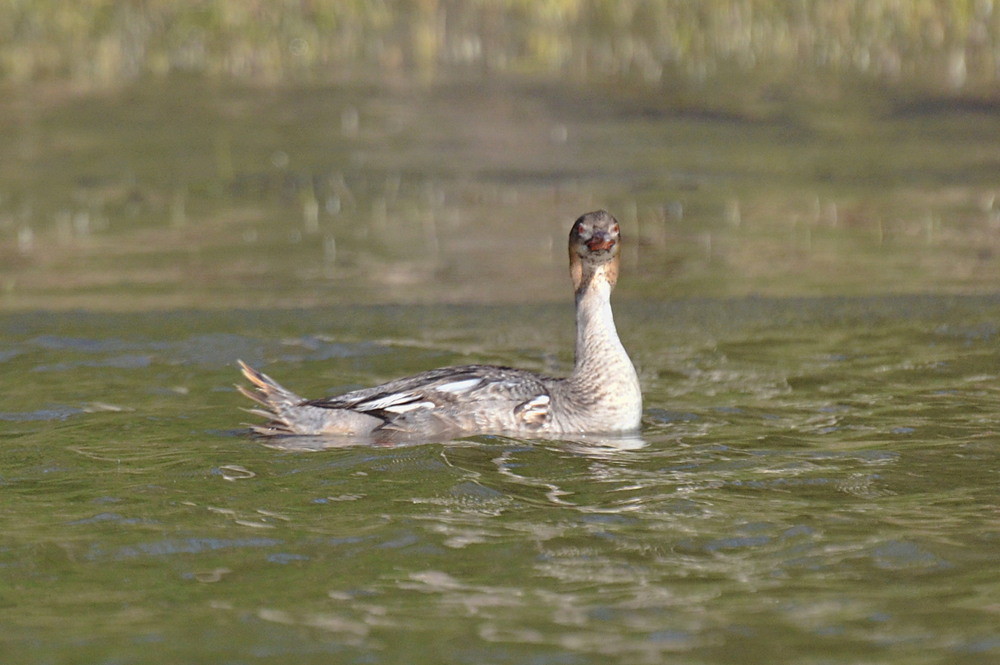 Hudson River (Spring Activity) 34
