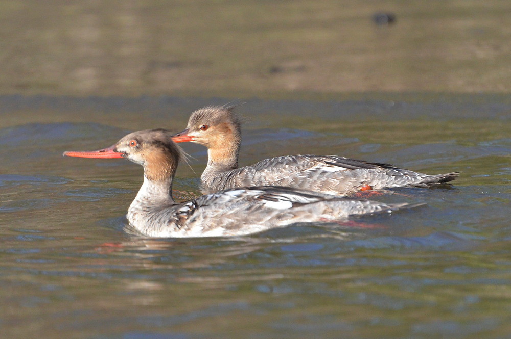Hudson River (Spring Activity) 35