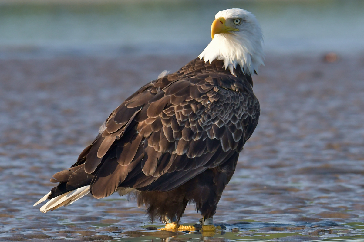 Eagles in the Sun 01