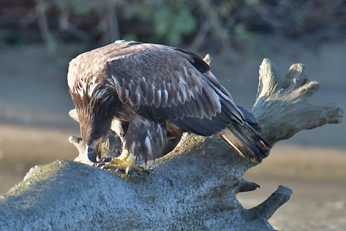 Eagles in the Sun 02