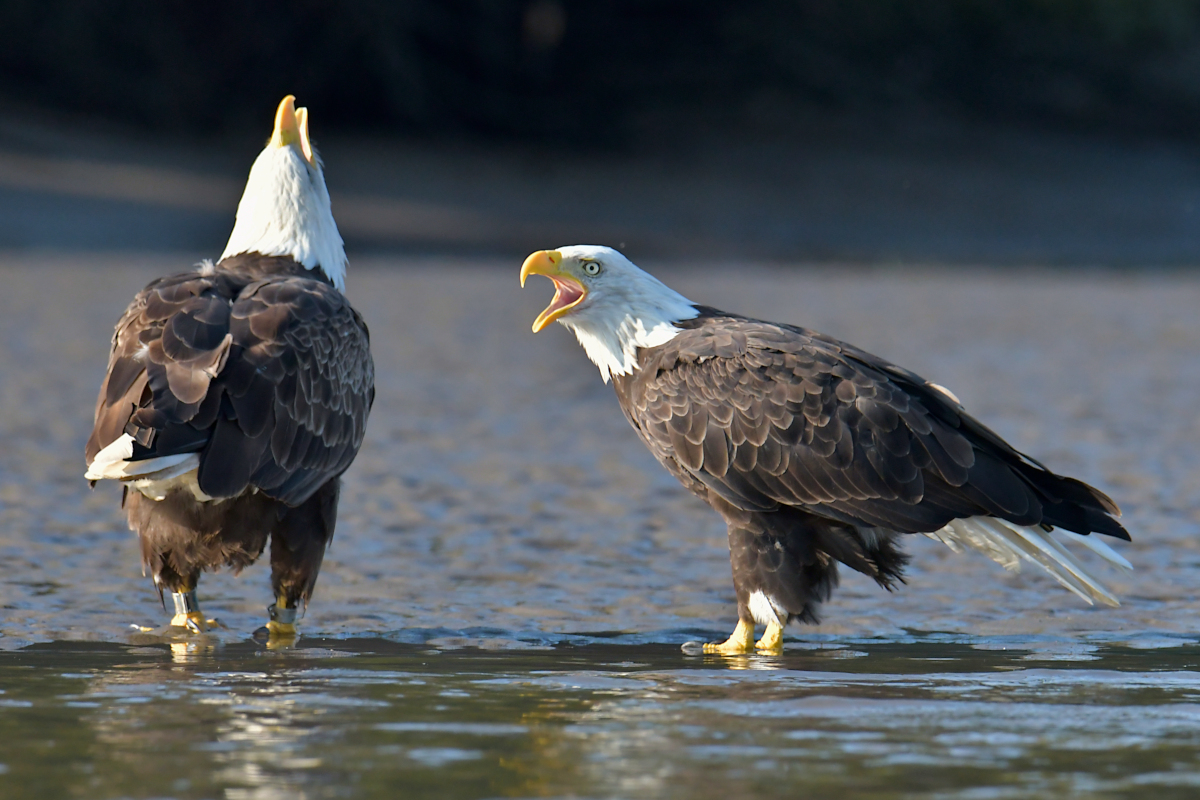 Eagles in the Sun 03