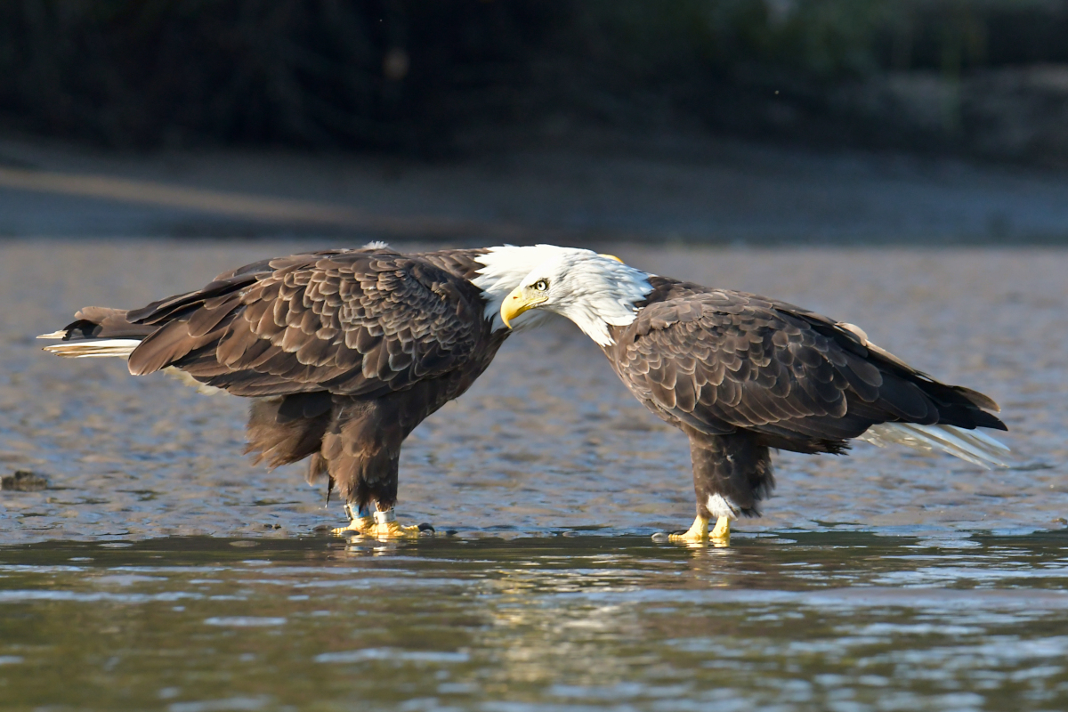 Eagles in the Sun 04