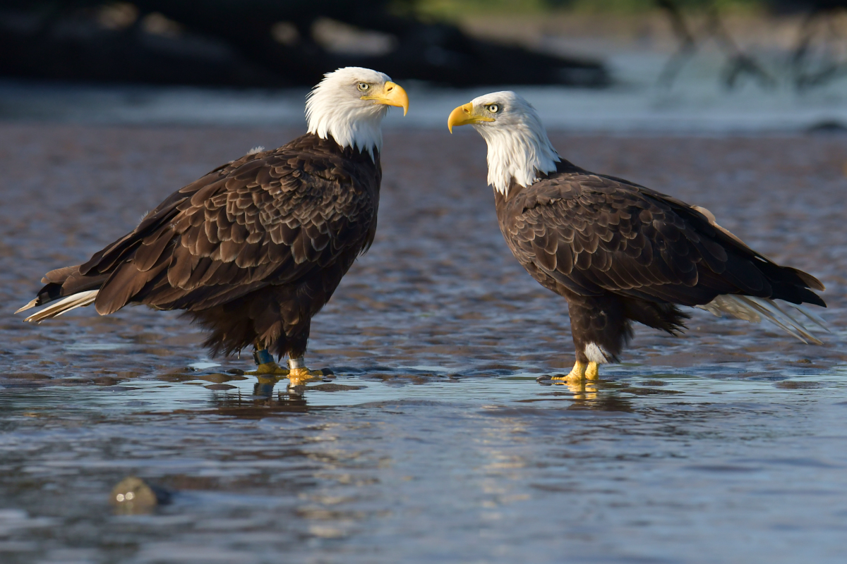 Eagles in the Sun 05