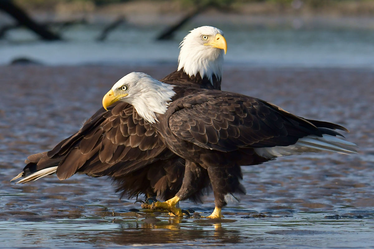 Eagles in the Sun 06