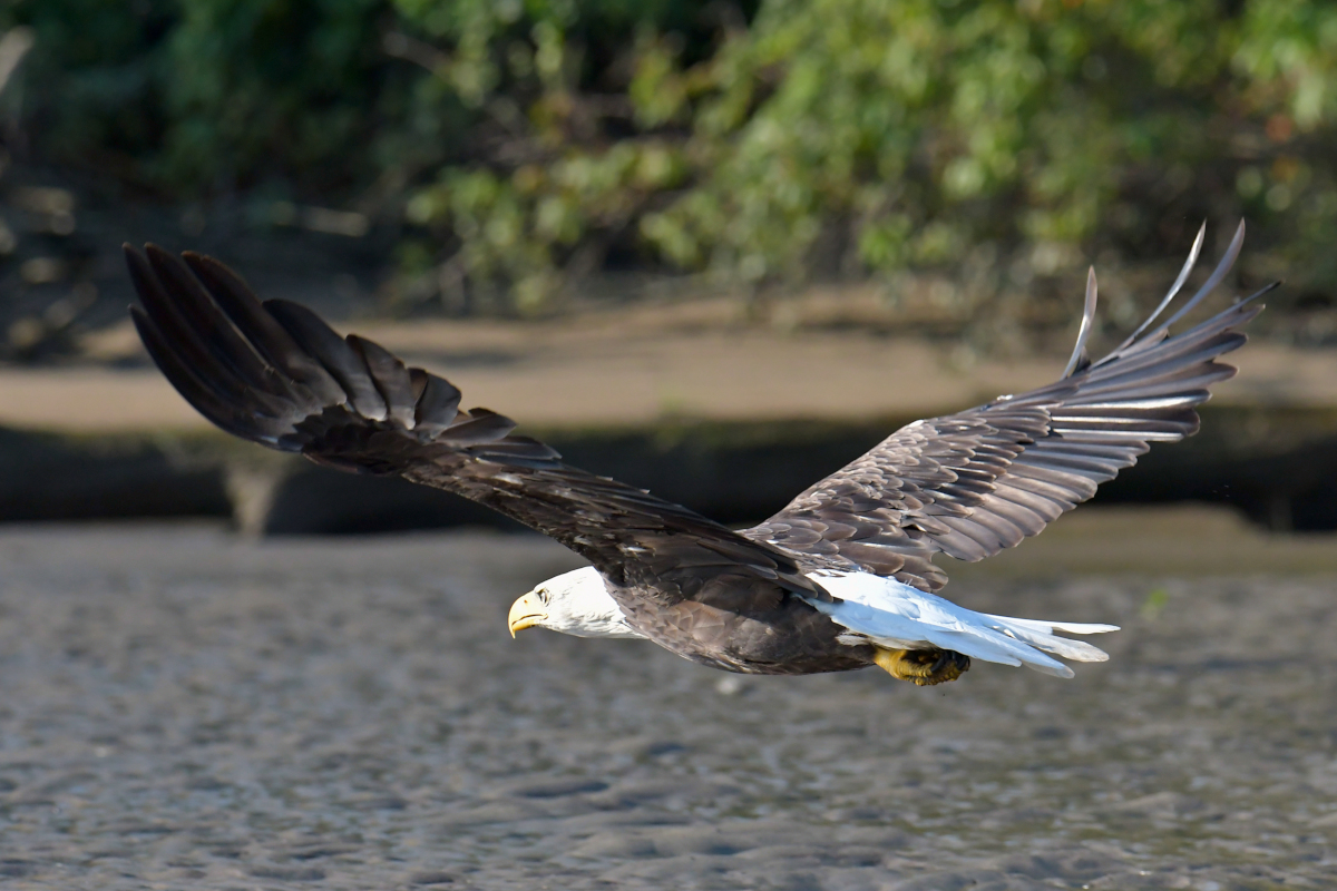 Eagles in the Sun 07