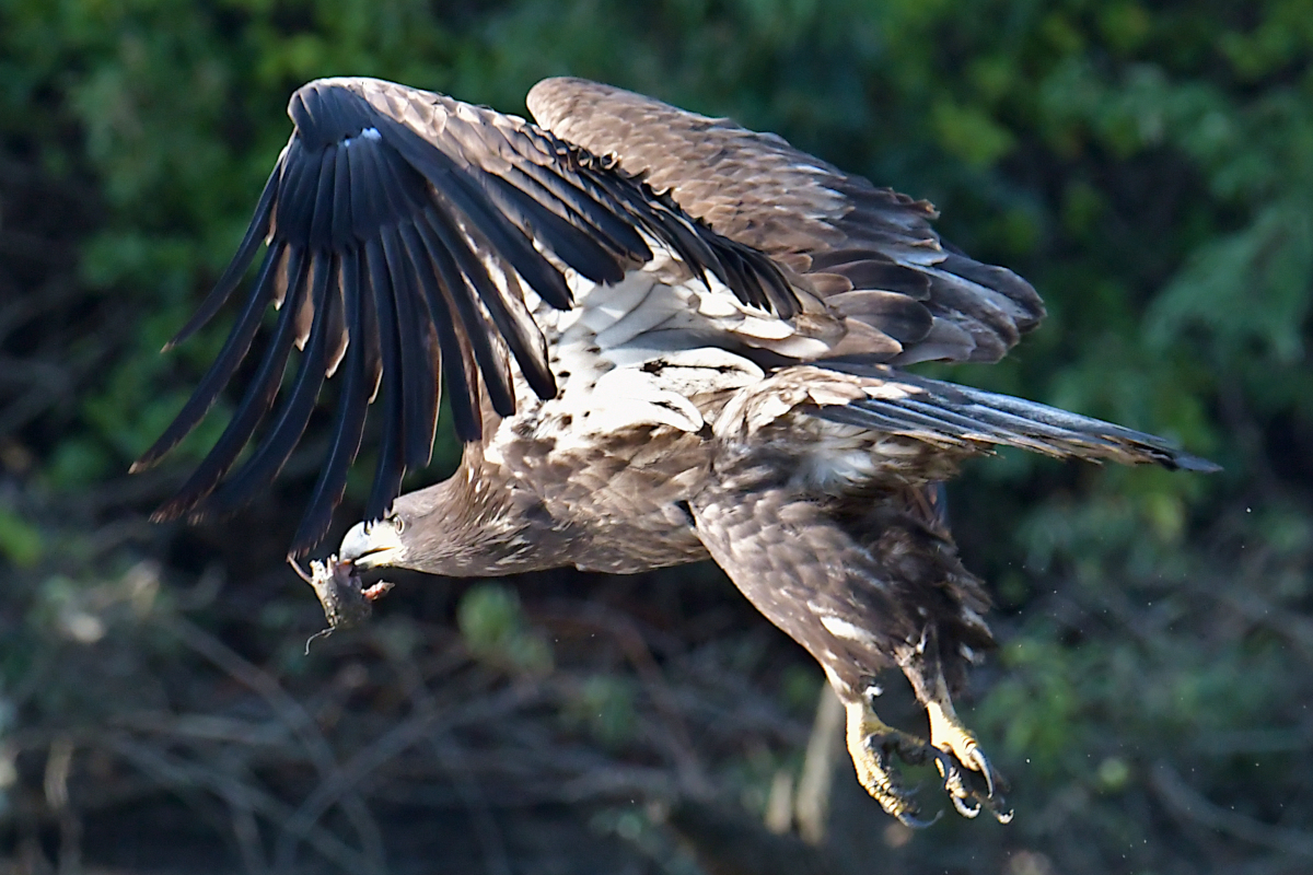 Eagles in the Sun 08