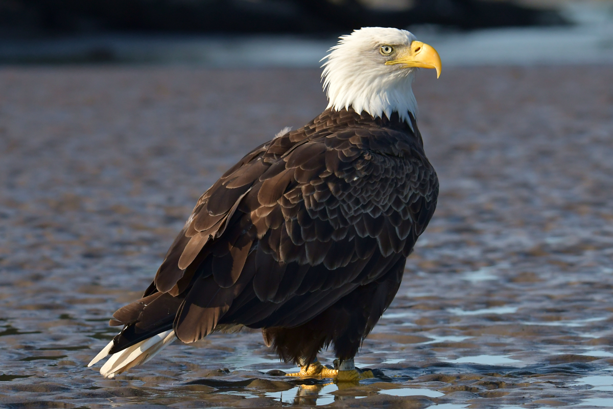 Eagles in the Sun 09