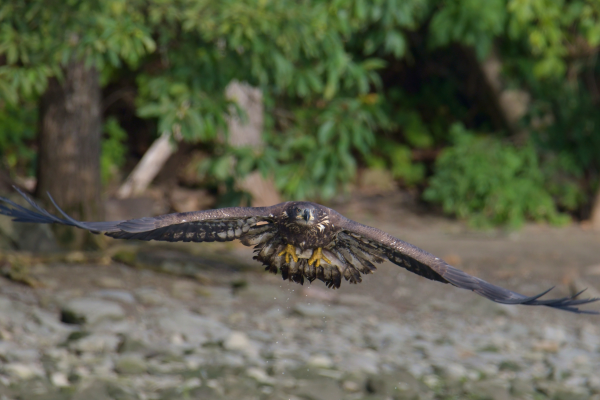 Eagles in the Sun 10