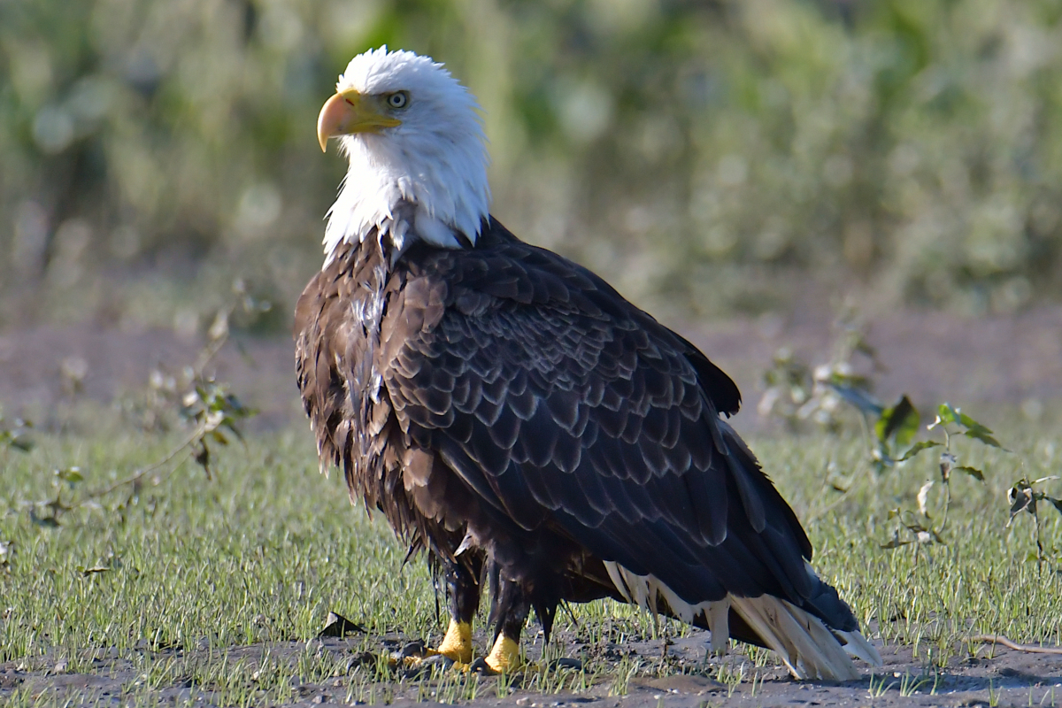 Eagles in the Sun 11