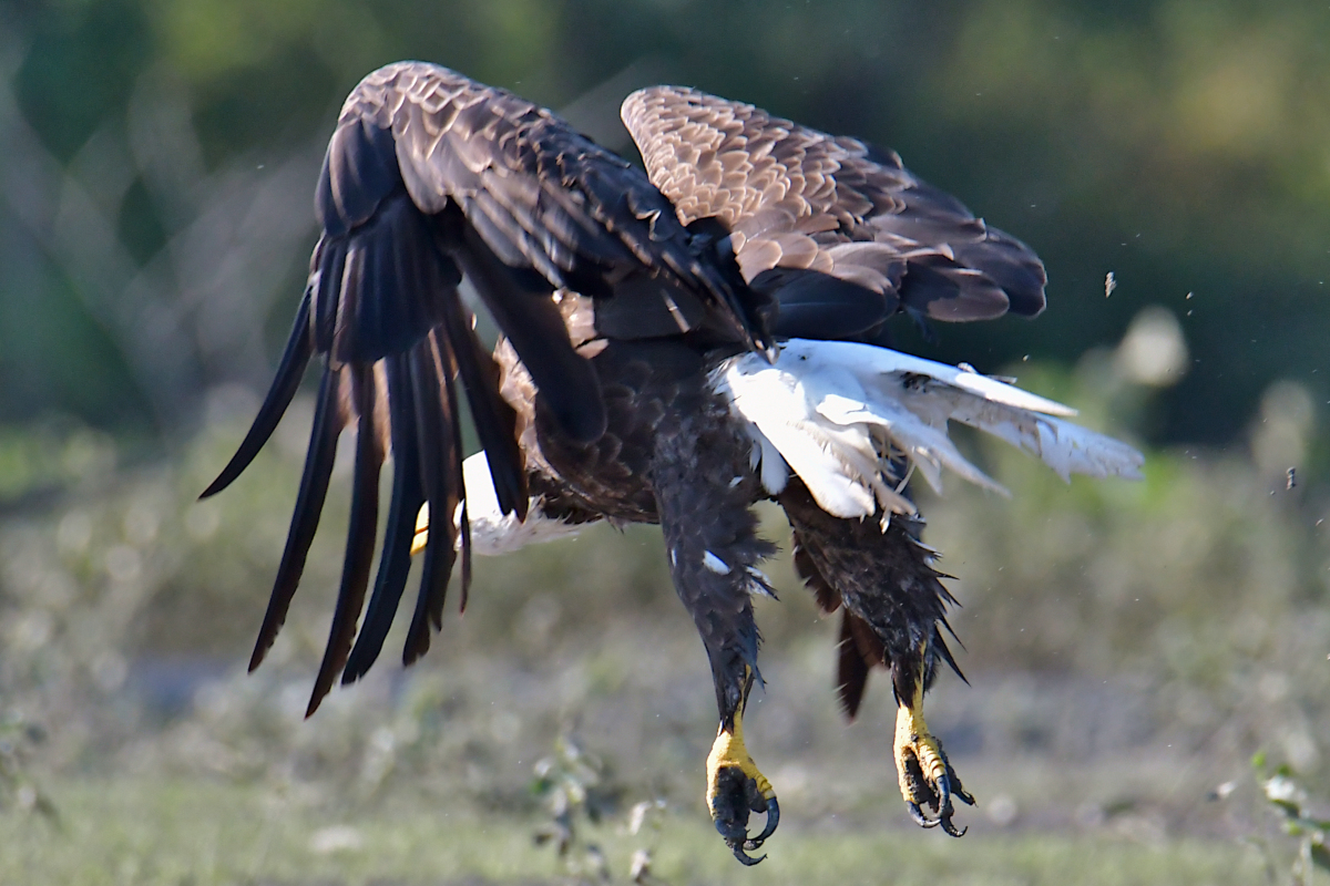 Eagles in the Sun 12