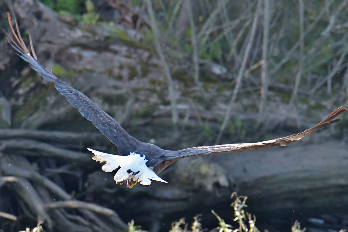 Eagles in the Sun 13