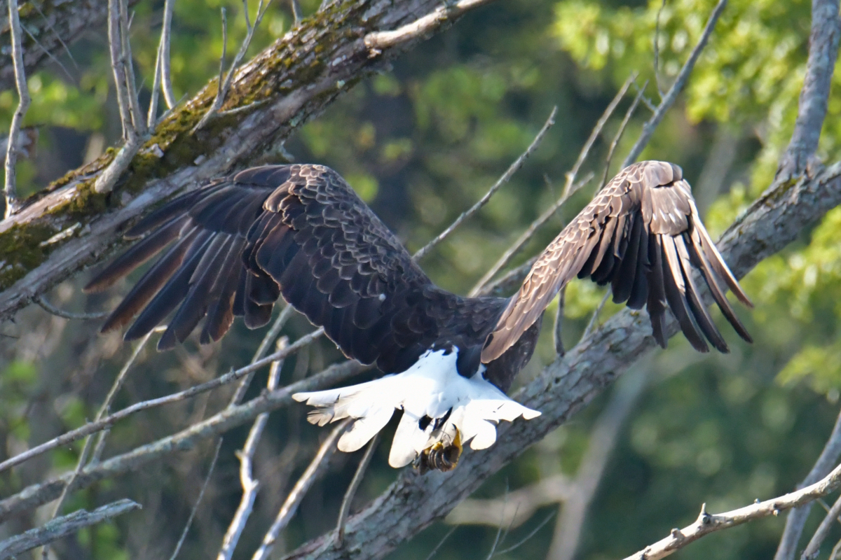 Eagles in the Sun 14