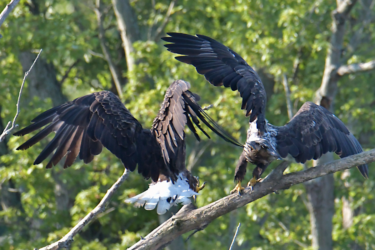 Eagles in the Sun 15