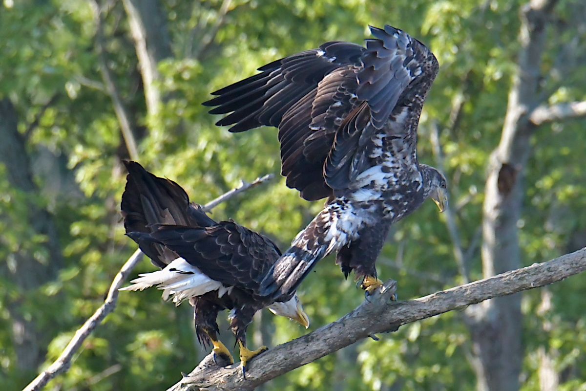 Eagles in the Sun 17