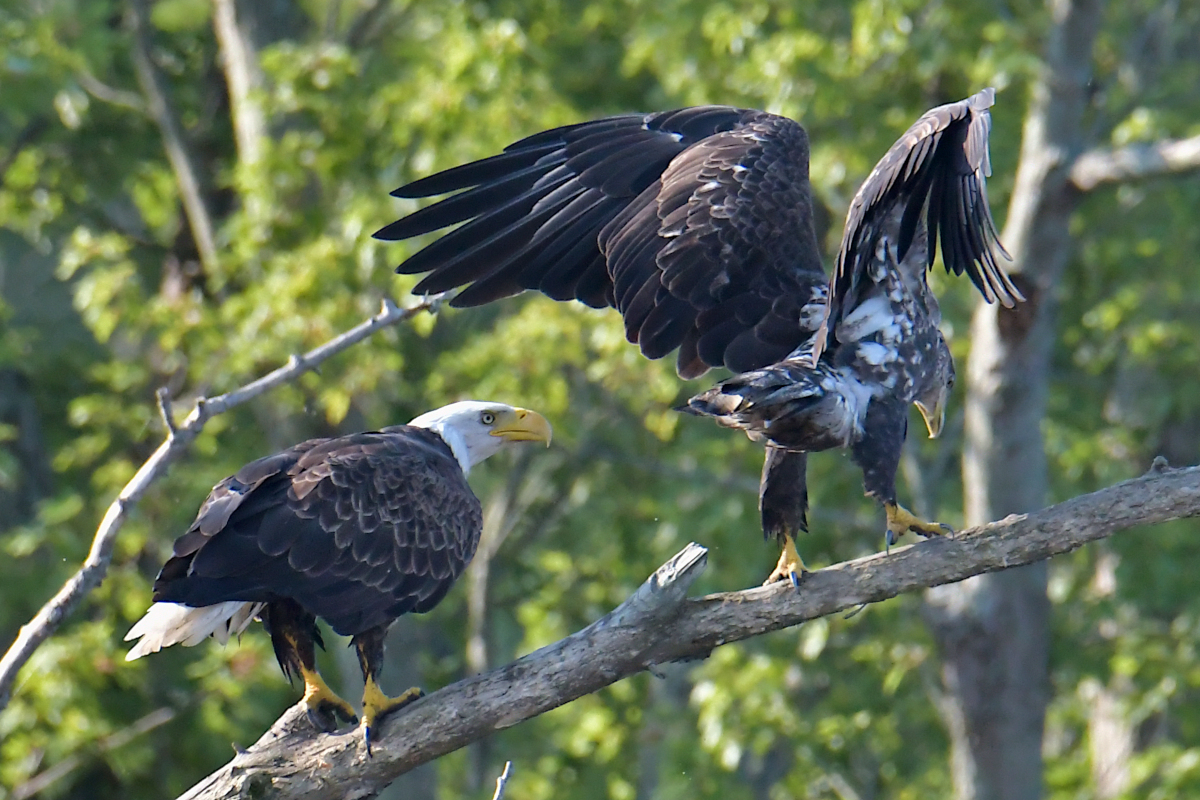 Eagles in the Sun 18