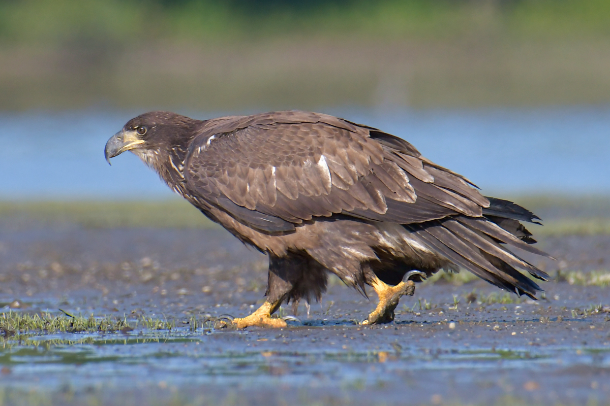 Eagles in the Sun 19