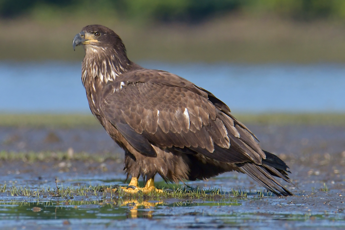 Eagles in the Sun 21