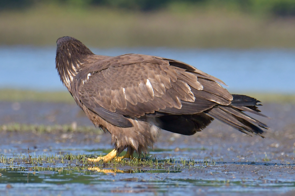 Eagles in the Sun 22