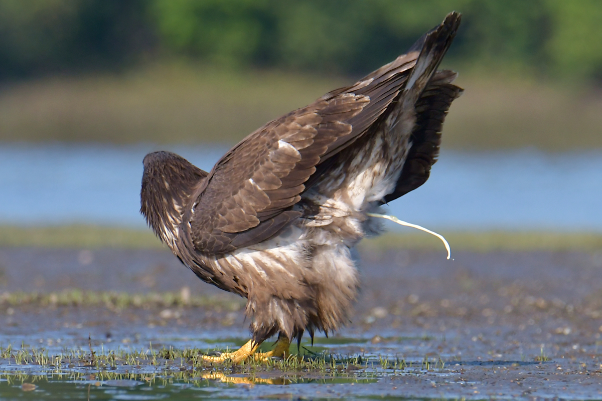 Eagles in the Sun 23