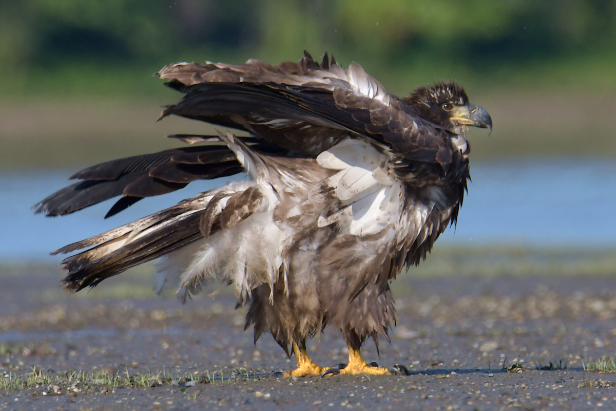 Eagles in the Sun 25