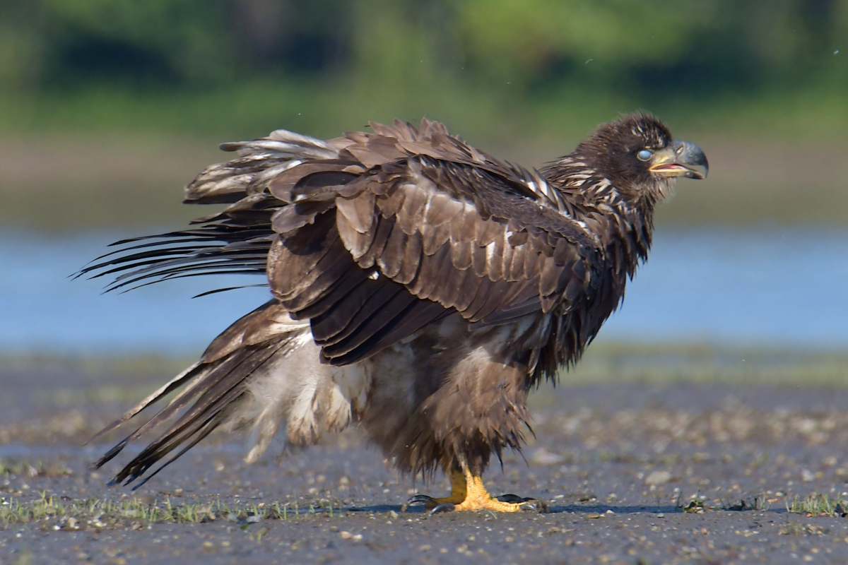 Eagles in the Sun 26