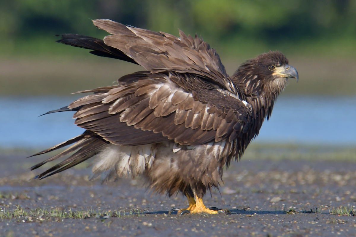 Eagles in the Sun 27