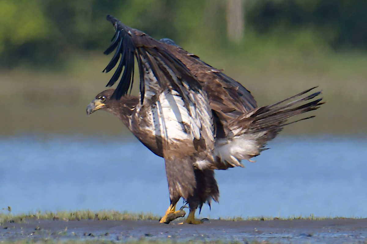 Eagles in the Sun 29