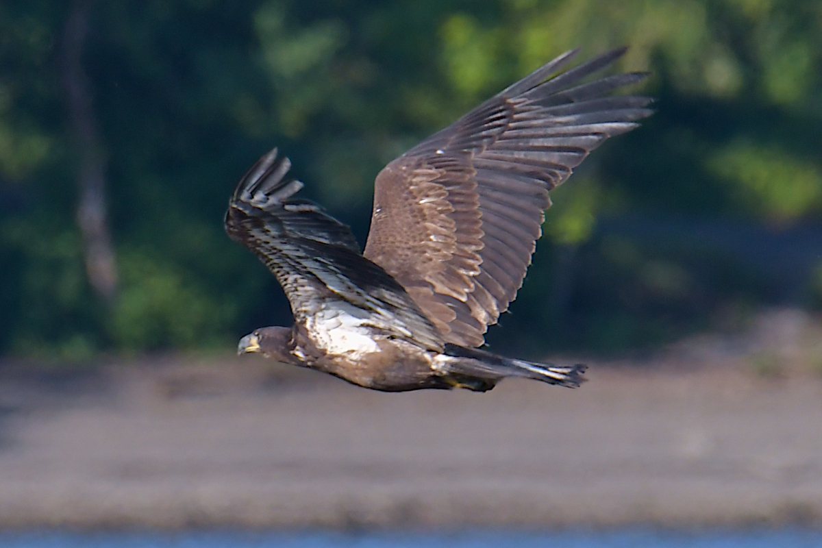 Eagles in the Sun 30