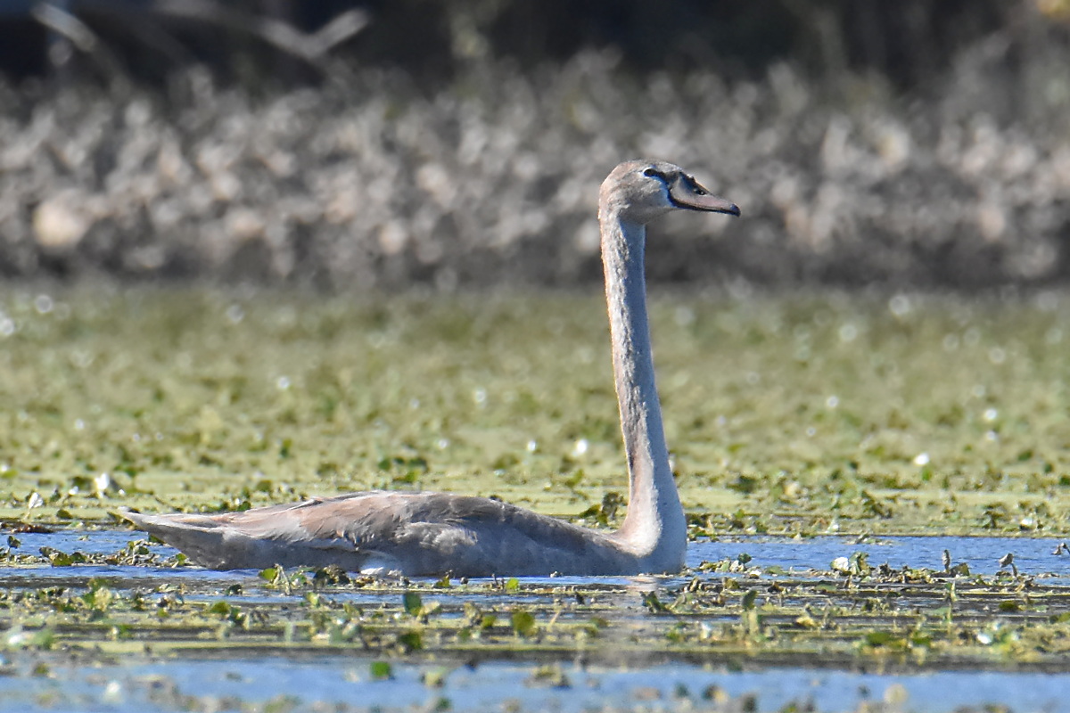 Mute Swans at Inbocht Bay 02